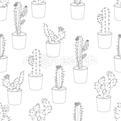 My Cactus Collection