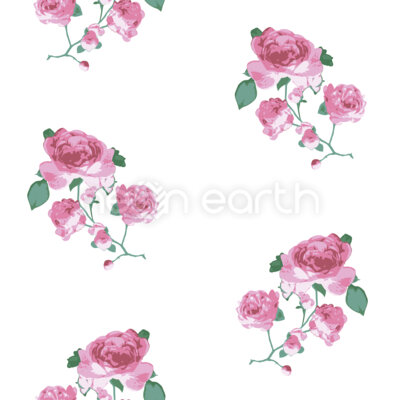 English Tea Roses